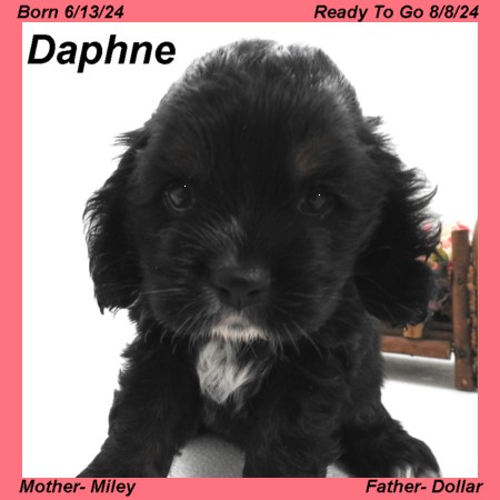 puppy, for, sale, Cocker Spaniel, Joe & Cherri  Overlease, dog, breeder, Miller, MO, dog-breeder, puppy-for-sale, forsale, nearby, find, puppyfind, locator, puppylocator, aca